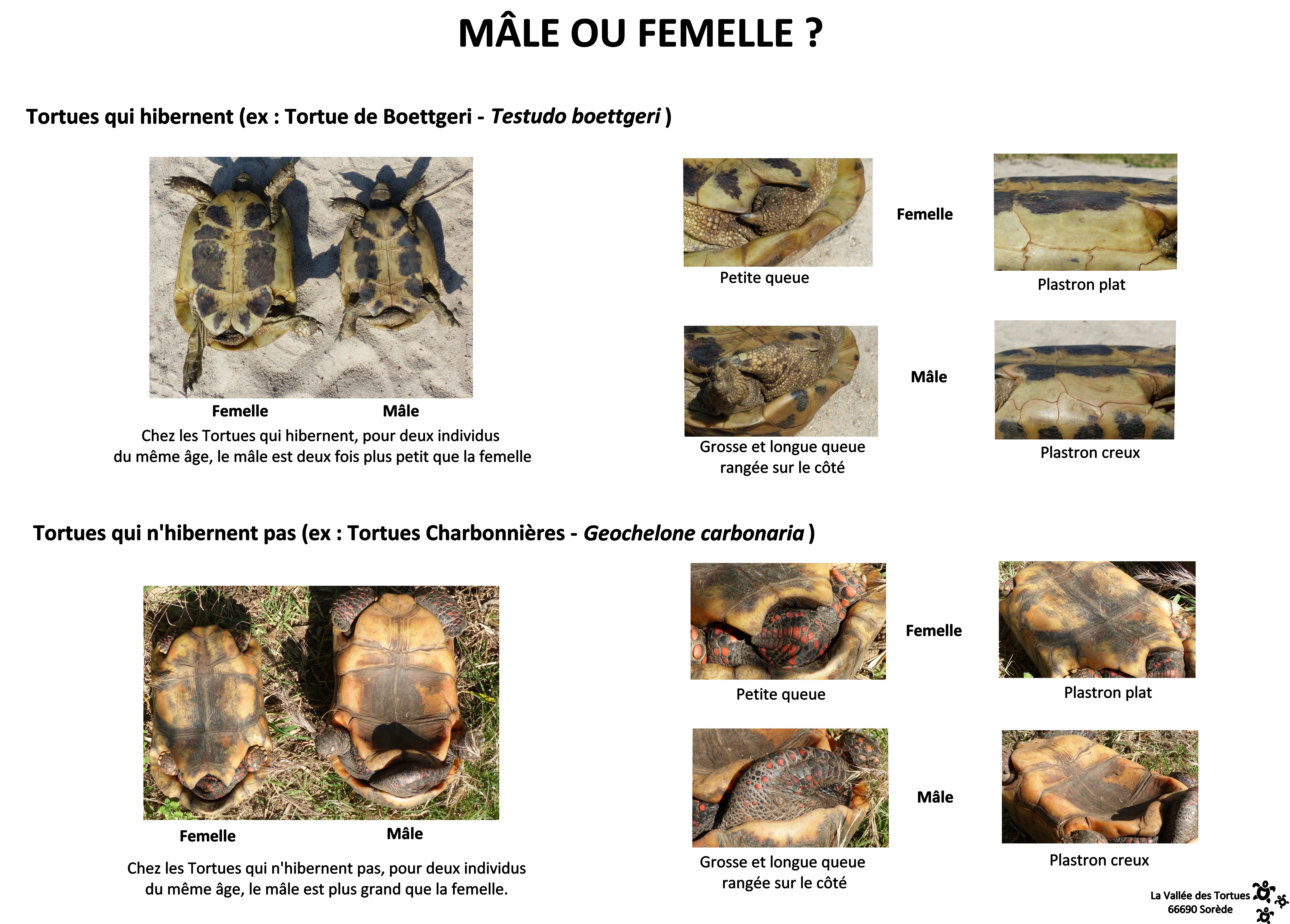 Les différentes espèces de tortues terrestres – L'arche de Milie