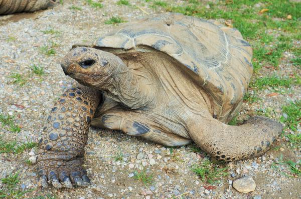 La Vallee Des Tortues Elever Une Tortue La Vallee Des Tortues Elever Une Tortue