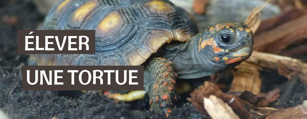 La Vallee Des Tortues Elever Une Tortue La Vallee Des Tortues Elever Une Tortue