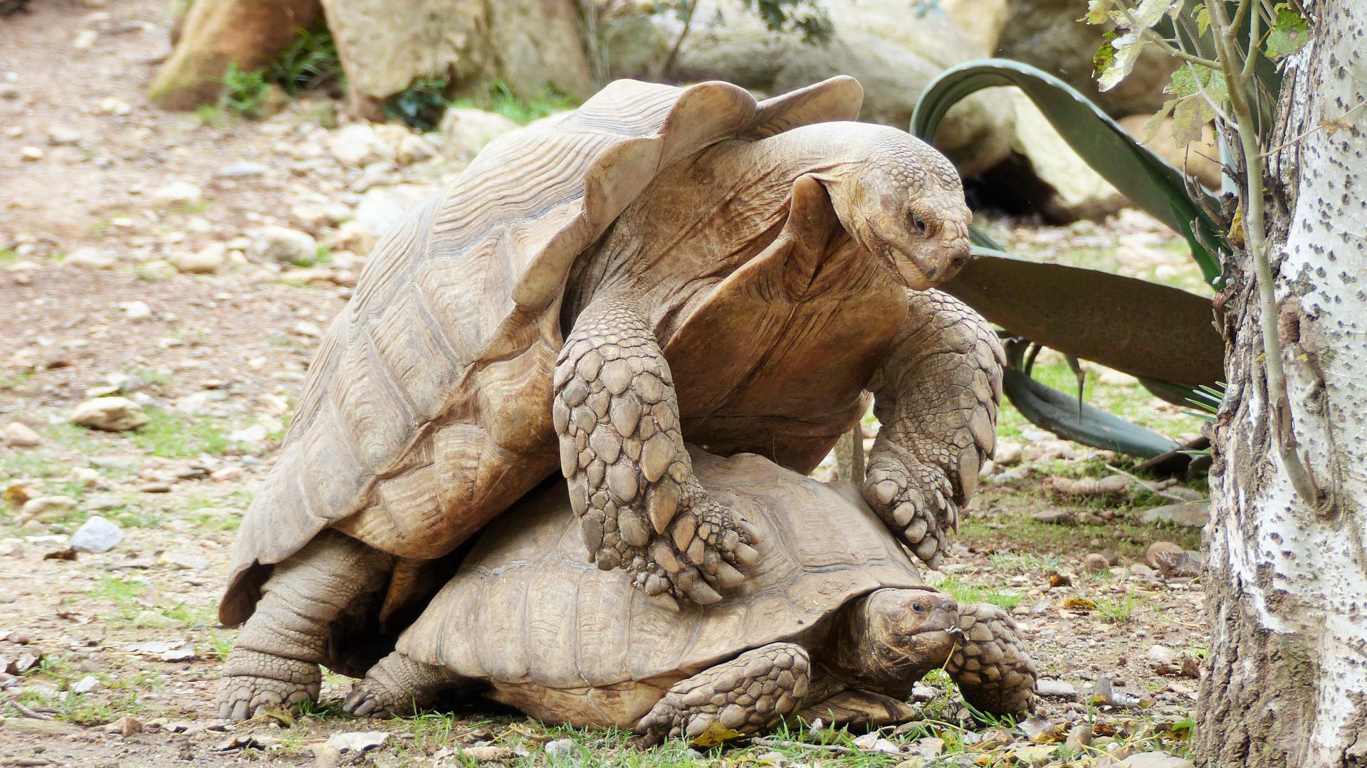 Comment préparer votre tortue terrestre à l'hibernation