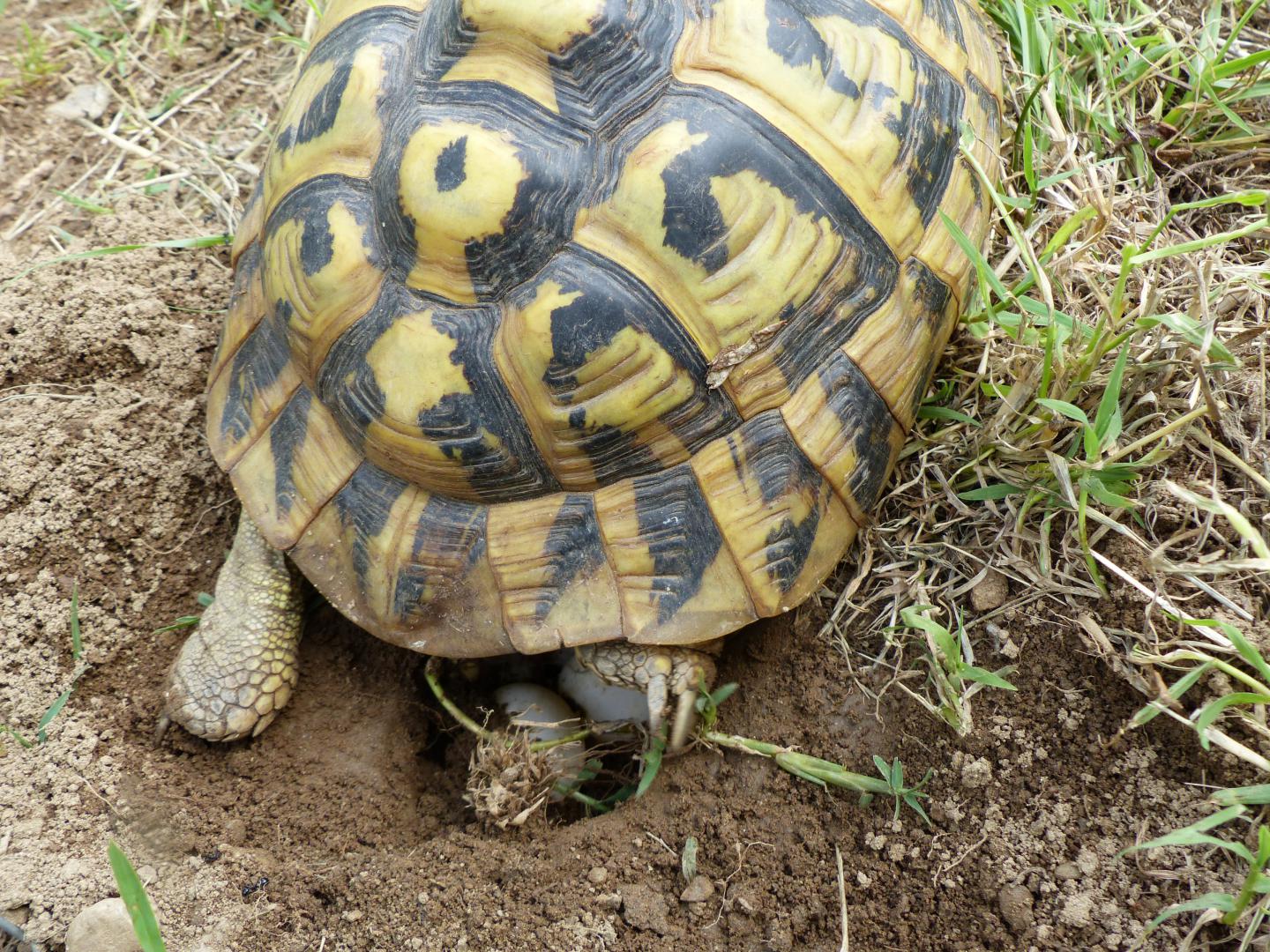 Quelles espèces de tortues terrestres peut-on élever à la maison ?